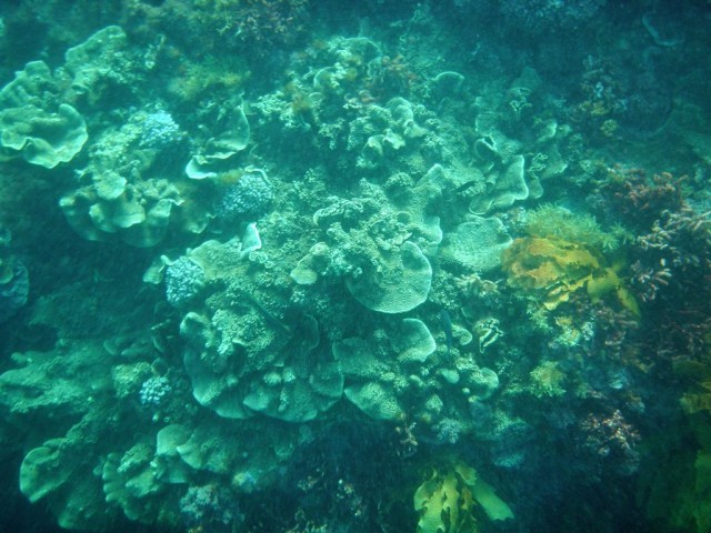 coral lump